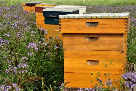 Bee Farming in South Africa: How to Start, Beekeeping Cost, and Profit