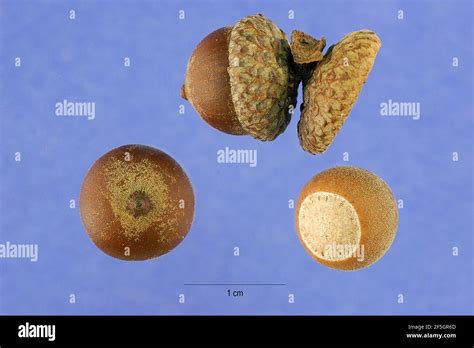 Quercus nigra acorns Stock Photo - Alamy