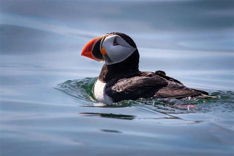 Puffin Swimming Photograph by C Renee Martin - Fine Art America