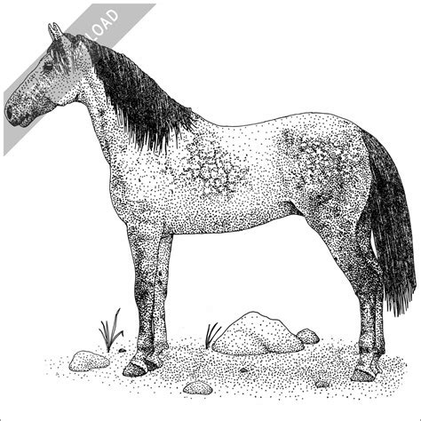 Stock Art Drawing of a Nokota Horse