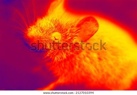 1,274 Infrared Night Vision Images, Stock Photos & Vectors | Shutterstock