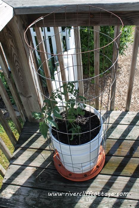 Five-Gallon Bucket Tomatoes Year 2 | RiverCliff Cottage…A Journey