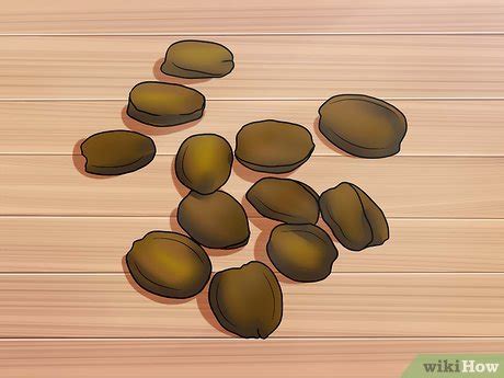 How to Use Acorns for Food: 10 Steps (with Pictures) - wikiHow