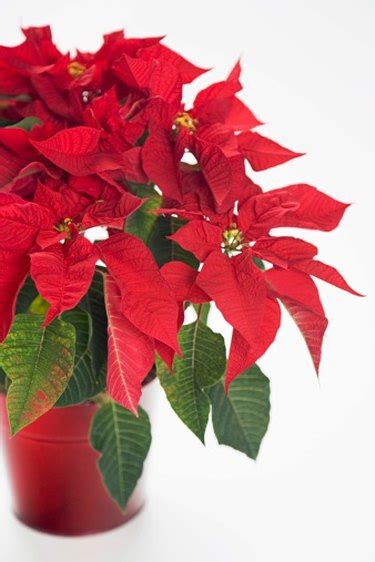 The Poinsettia Leaves Are Curling & Turning Yellow | Hunker