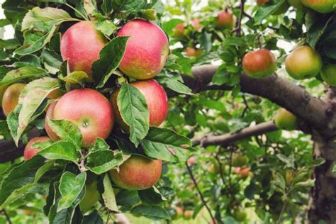 Malus domestica 'Honeycrisp' (Semi-Dwarf Apple)