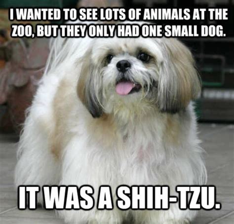 Amazing/Awful Dog Jokes: 24 Quips to Celebrate National Joke Day