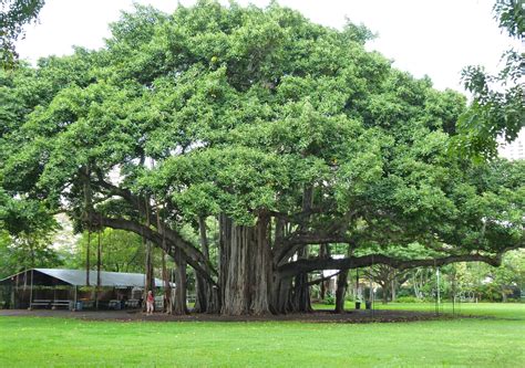 Banyan Trees — NewBuddhist