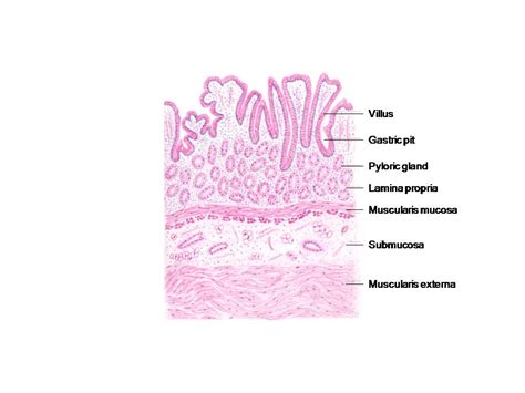 HISTOLOGY DIAGRAMS: Special histology- specific points