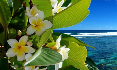 Tropical Flowers, beach, vacation, ocean, plumeria, flowers, tropical, HD wallpaper | Peakpx