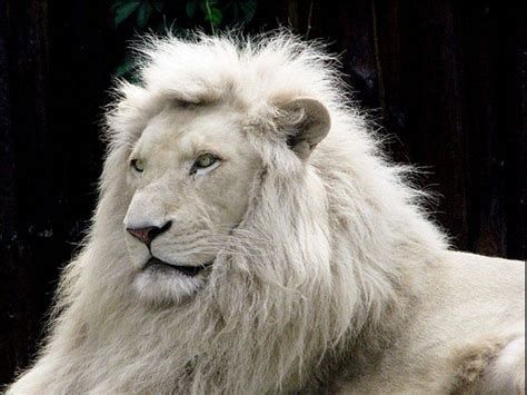 🔥 Free Download White Lion Animal Lovers Wallpaper by @malikgarcia ...