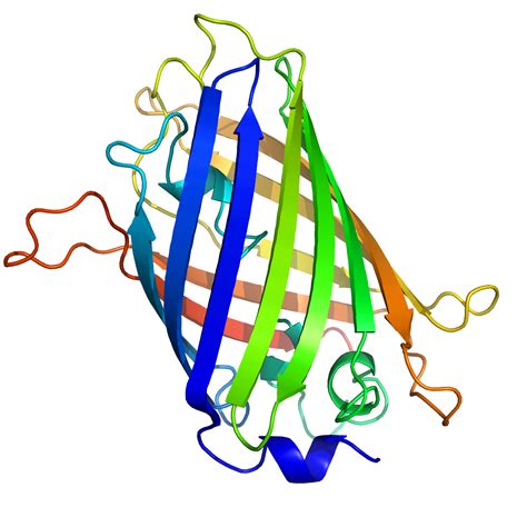 GFP : Green Fluorescent Protein | Cuk.ch