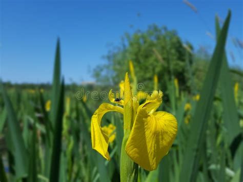 Swamp Lily stock photo. Image of lilies, white, flower - 28944008