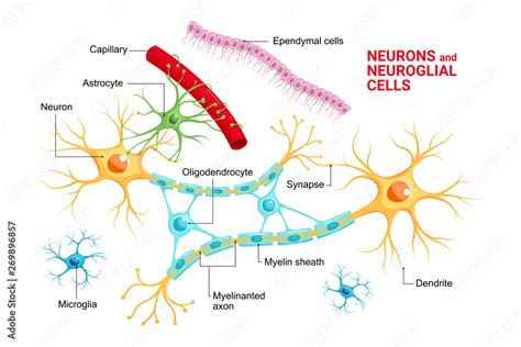 Vector infographic of Neuron and glial cells (Neuroglia). Astrocyte, microglia and ...