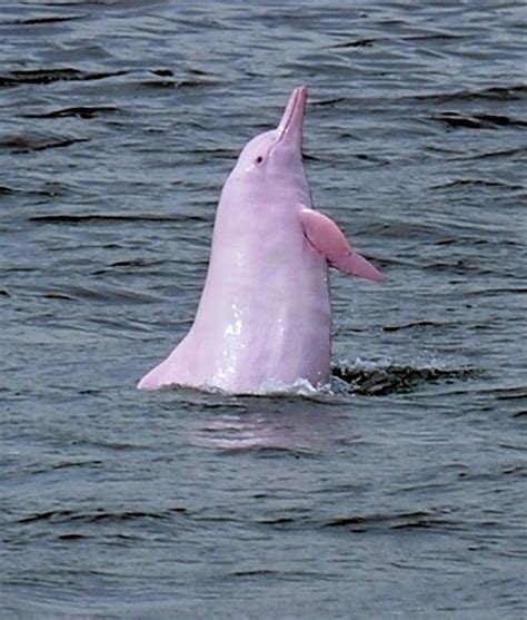 Operation Confidence: Pink Dolphin Spotted Swimming in Louisiana Waters/Operation Confidence