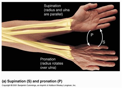 This image shows supination and pronation of the forearm. When the arm is supinated, the palms ...