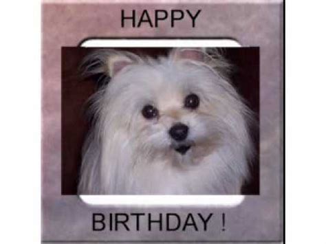 Dog Singing Happy Birthday Song
