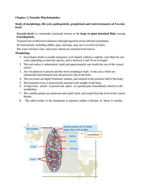 SOLUTION: PARASITOLOGY Fasciolopsis buski - Studypool