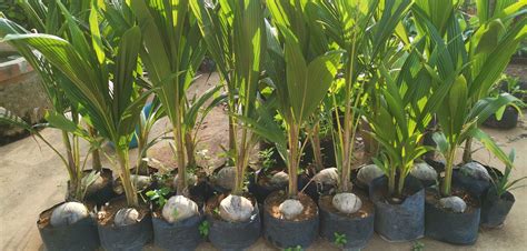 inorder to get success in coconut planting at first you need to germinate before planting ...