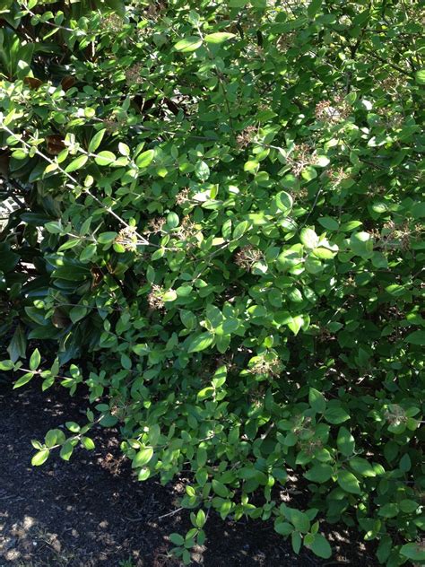 Plant Photo Project: Burkwood Viburnum