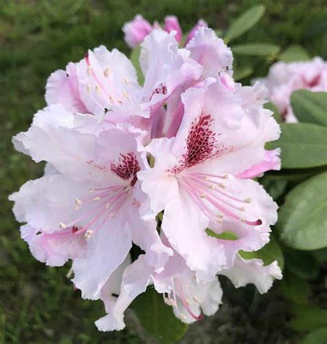 When and How to Fertilize Azaleas (For Best Results) – Gardener Report