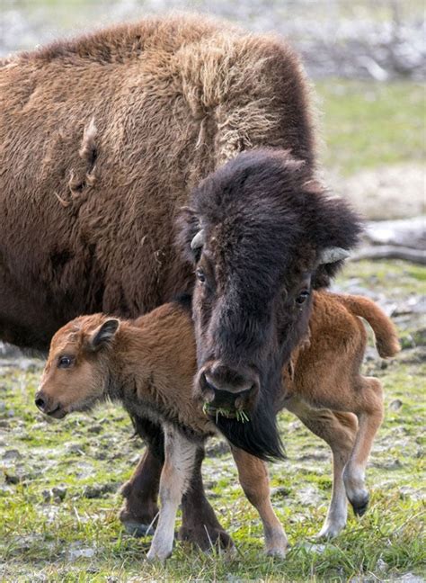 Bison herd rebounds in fourth year in Alaska | Outdoors | newsminer.com