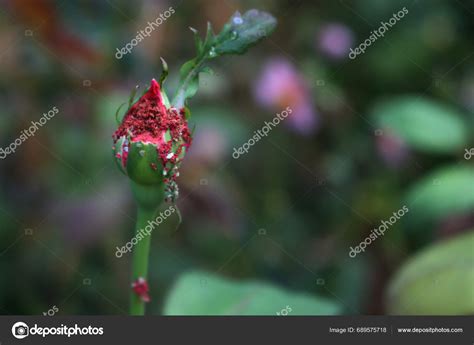 Close Red Rose Blossom Damged Aphid Infestation Green Aphids Infesting ...