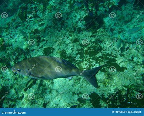 Gray fish stock photo. Image of horizontal, wildlife - 11599668