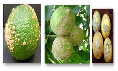 citrus scab management - General Agriculture