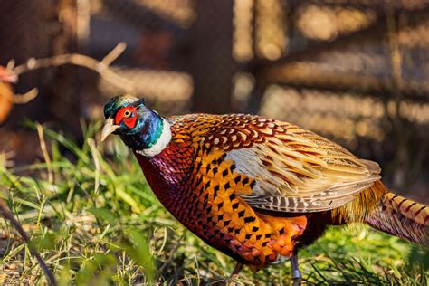 What is a Ring-Necked Pheasant? - Meadow Brook Game Farm