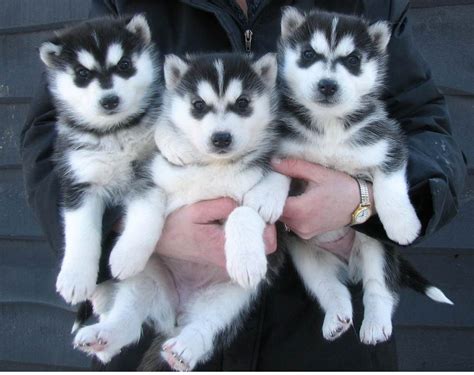 20 Pictures of Husky Puppies that Will Melt Your Heart