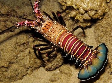 Banded Spiny Lobster - Panulirus marginatus - Spiny Lobsters - - Hawaii ...