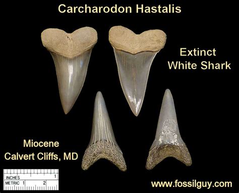 Promote Sale price Your favorite merchandise here Florida Fossil Bull Shark Teeth Megalodon Age ...