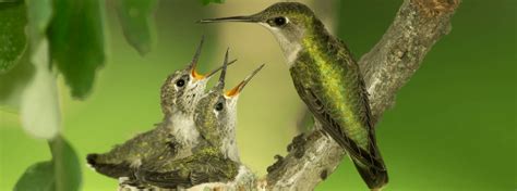 How to build a hummingbird nest - Builders Villa