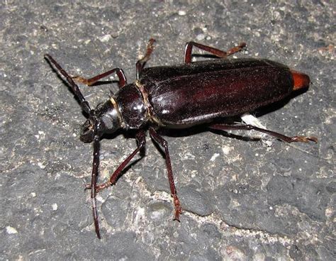 Palo Verde Beetle – Identification, Life Cycle, Facts & Pictures