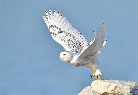 Snowy Owl | Audubon Field Guide