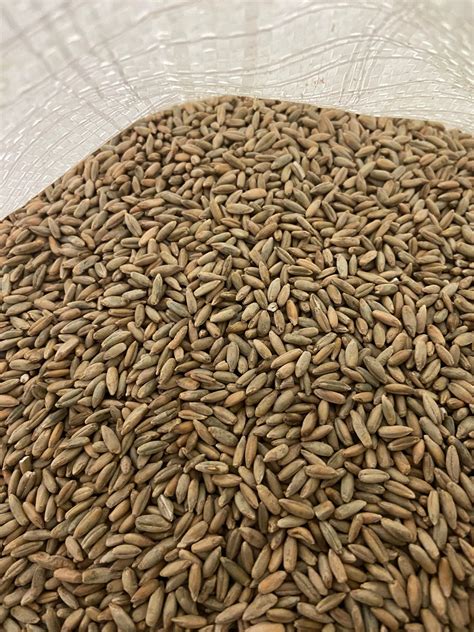 Premium Organic Rye Berries 5LB | Etsy