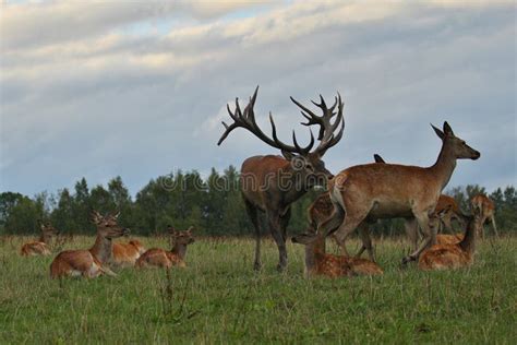 Red Deer during the Deer Rut in the Nature Habitat of Czech Republic Stock Photo - Image of ...