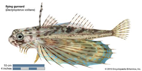 Dactylopterus volitans | fish | Britannica