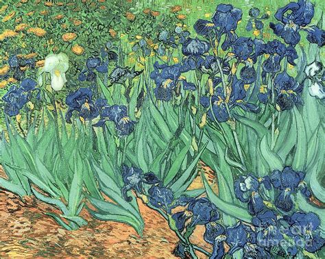 Irises Painting by Vincent Van Gogh