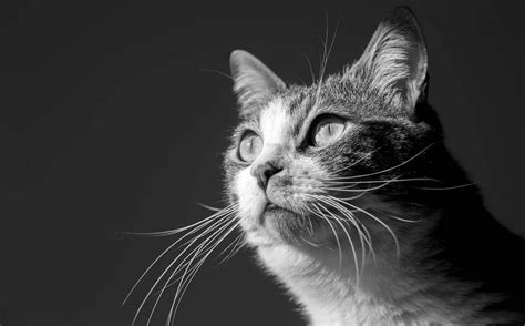 What Is Cat Dander And How Does It Affect Allergies? - Cat-World