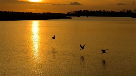 birds, Flying, Sunset, Nature Wallpapers HD / Desktop and Mobile ...