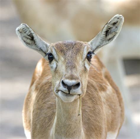 An Indian Gazelle Antelope Also Called Chinkara with Large Long Pointed Horns Standing Alone ...