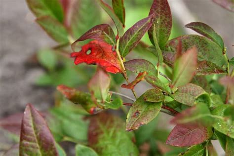 13 Common Blueberry Bush Problems, Pests, and Diseases (and How to Fix Them)