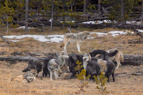 WILDLIFE PHOTOGRAPHY PRINT Nature Photo Hayden Valley Wolves Yellowstone National Park Fine Art ...