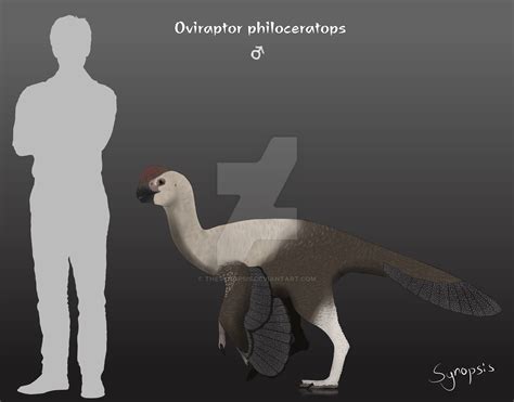 Male Oviraptor philoceratops by TheSynopsis on DeviantArt