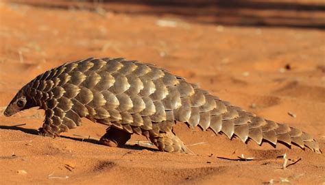 Ground Pangolin Research | Tswalu Kalahari Reserve