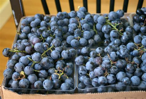 Concord Grape Jam concord grapes – Tallgrass Kitchen