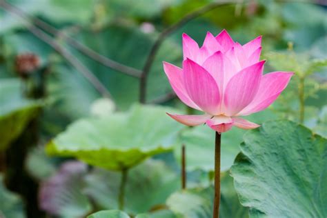 Beauty and Popularity of Myanmar Seasonal Flowers