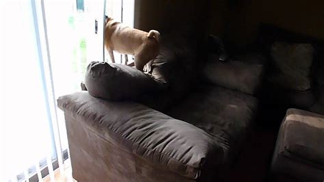 Funny whining Pug!!! - YouTube