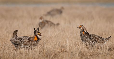 Greater Prairie-Chicken : Minnesota Breeding Bird Atlas